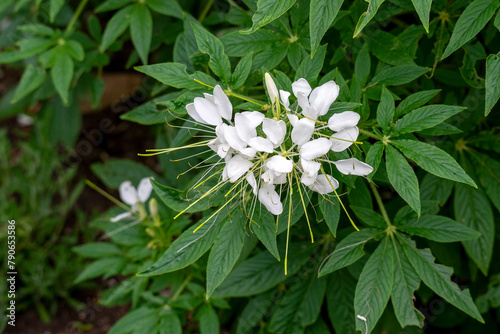 White flowering spiny spider flower (cleome spinosa) in garden