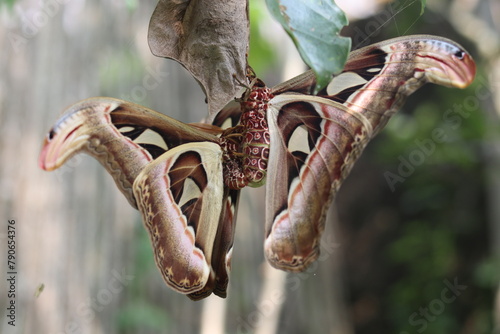 close up of the Attacus atlas butterfly or the Atlas moth, which is in the process of mating photo