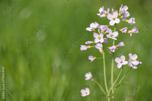 Blooming mayflower (Cardamine pratensis).  Space for your text. photo
