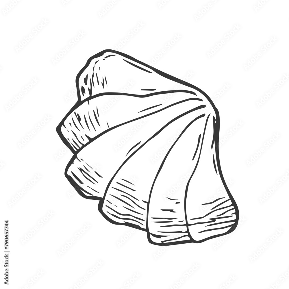 Sea shell doodle illustration. Vector collection of various sea shell in outline Sea shell doodle illustration. Vector collection of various sea shell in outline