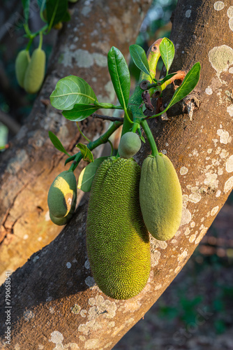 Closeup view of young jackfruit growing on tropical tree artocarpus heterophyllus in morning light photo