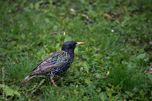 red winged blackbird, starling 