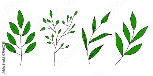 Fototapeta Naklejka Na Ścianę i Meble -  Set of different branches with leaves, doodle style vector