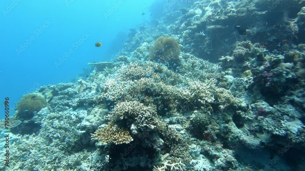 Coral underwater - Scuba diving in Maldives Coral underwater - Scuba diving in Maldives