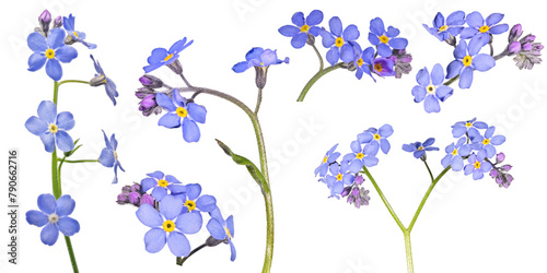 blue forget-me-not blooms on stem six flowers