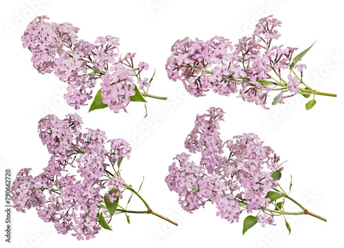 fine pink blossoming lilac four branches with small green leaves