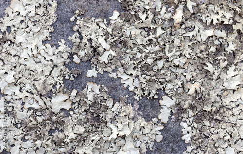 grey lichen colony on stone closeup