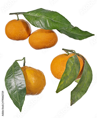 four ripe orange tangerines with long leaves on white