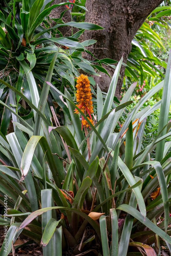 Obraz premium Bromeliad with an orange flower stem
