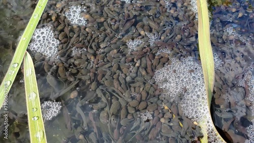 Swarming tadpoles in the pond. Rana temporaria aka European Common Frog babies.