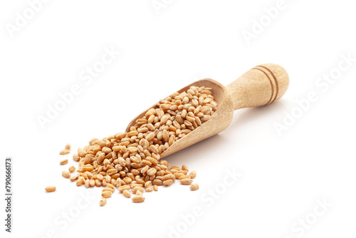 Front view of a wooden scoop filled with Organic Wheat Grains (Triticum) or caryopsis fruits. Isolated on a white background.