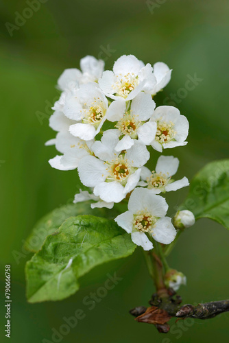Vertical closeup on the white blossoming hagberry, Prunus padus photo