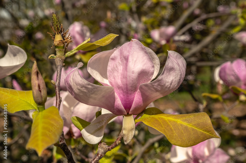 Spring flowers and plants in a botanic garden