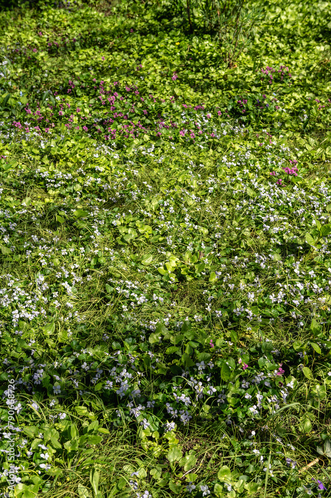 Spring flowers and plants in a botanic garden Spring flowers and plants in a botanic garden