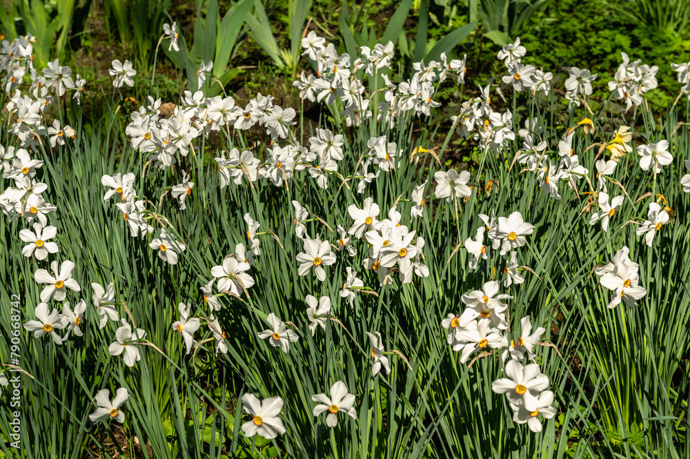 Spring flowers and plants in a botanic garden Spring flowers and plants in a botanic garden