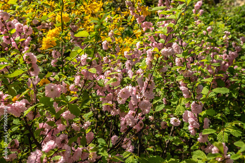 Spring flowers and plants in a botanic garden