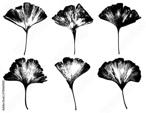 Collection set of Ginkgo biloba leaves, isolated silhouette cut out vector, realistic leaf shapes with veins and details, poster design elements