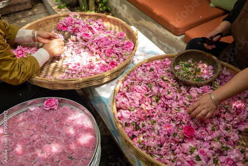 Photography Farm rose picking, sun drying, and processing