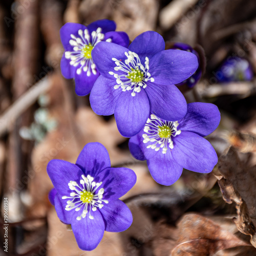 blue flowers, Hepatica in spring on a natural background