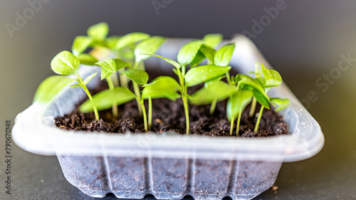 growing seedlings on the windowsill, small garden plants, gardener's hobby