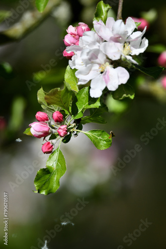 Gärten mit weißen und pinken Apfel Blüten im Frühling für Gärtnereien und Floristen in Deutschland mit schönem Freiraum im Hintergrund