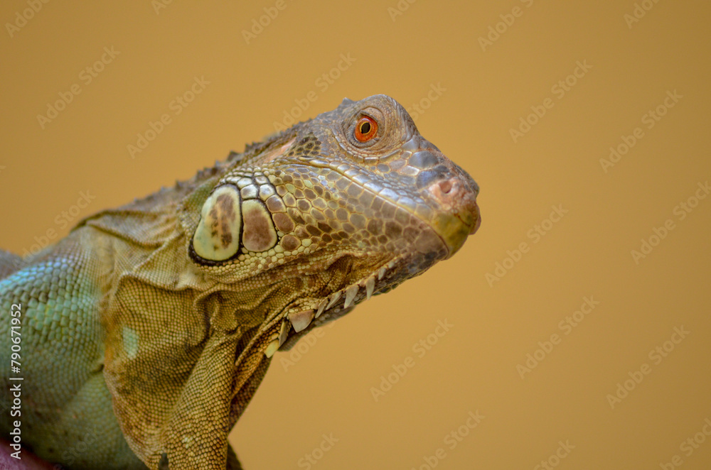 Fototapeta premium close up of iguana
