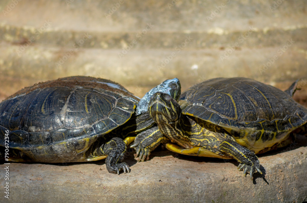 Turtle on the rocks , tender embrace of love as two turtles bask together in the golden glow of the sun. Turtle on the rocks , tender embrace of love as two turtles bask together in the golden glow of the sun.
