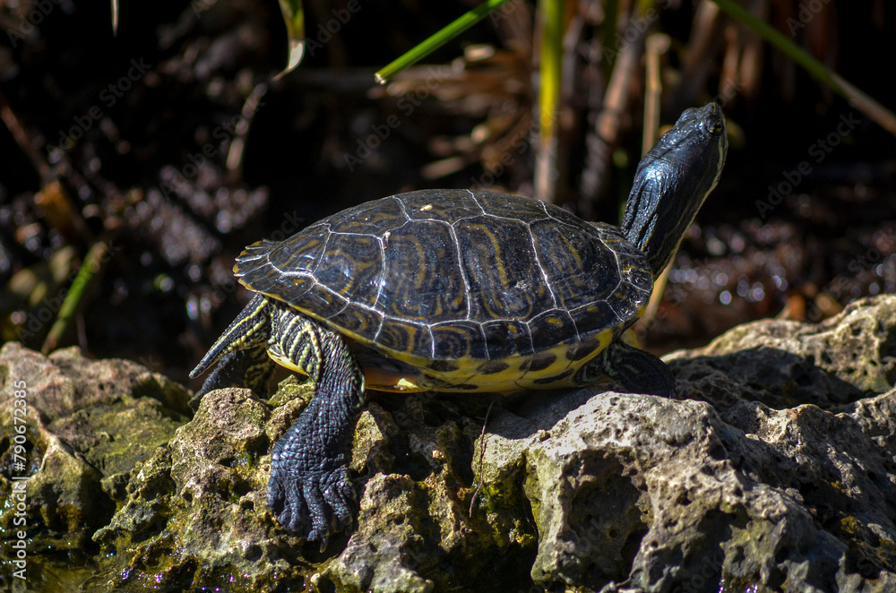 turtle on a rock
Bask in the tranquility of nature's embrace with this captivating image of a turtle soaking up the sun's warmth. Serene and majestic, the turtle embodies relaxation and contentment in turtle on a rock
Bask in the tranquility of nature's embrace with this captivating image of a turtle soaking up the sun's warmth. Serene and majestic, the turtle embodies relaxation and contentment in