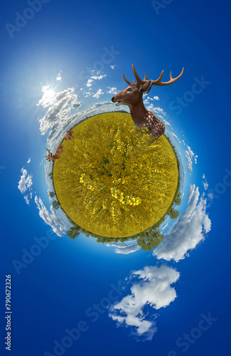 deers in a agricultural rapeseed field under a blue summer sky little planet