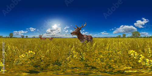 stag and doe deers in a agricultural rapeseed field under a blue summer sky 360° vr equirectangular environment 14k