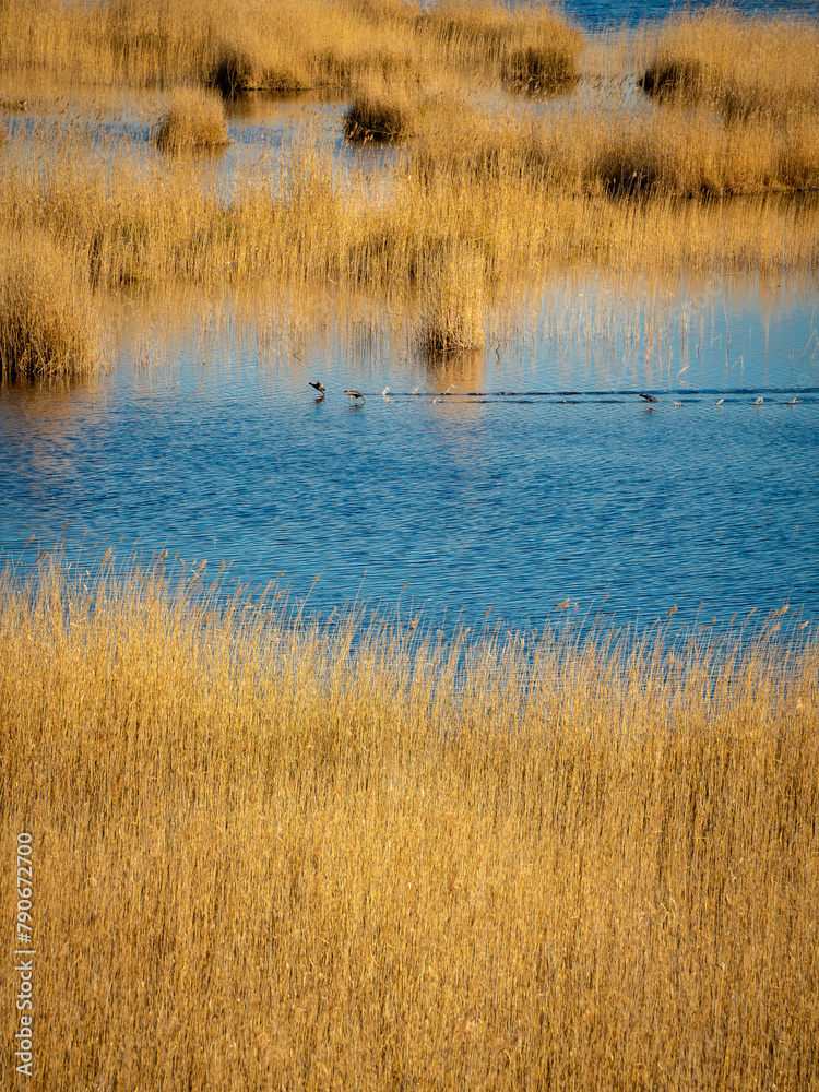 Lake Kaniera, where waterfowl swim among braided reeds