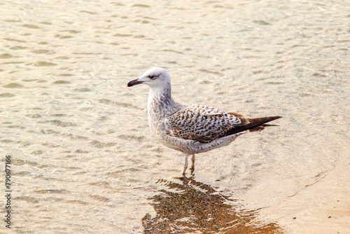 Seagull on the beach © Erdem