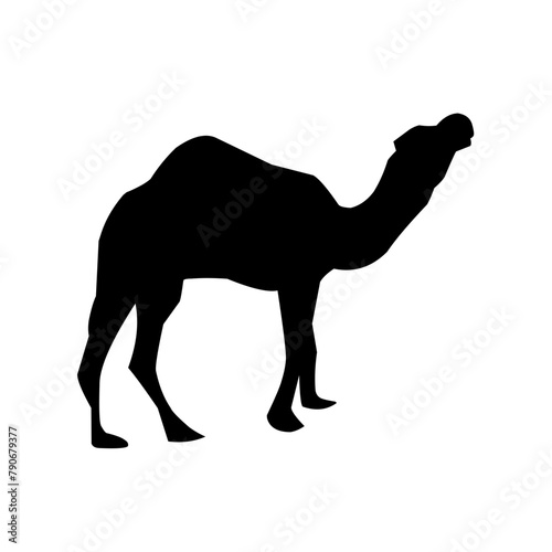 Camel illustration set on white background, vector, isolated,vector illustration.