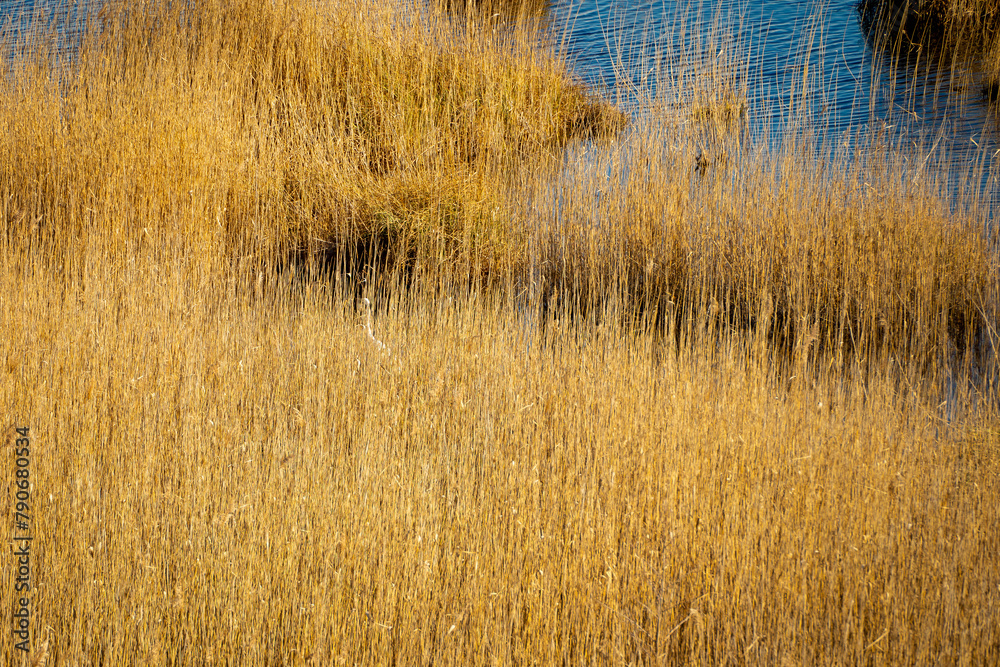The heron is hiding in the braided reeds of Lake Kaniera and is hunting fish The heron is hiding in the braided reeds of Lake Kaniera and is hunting fish