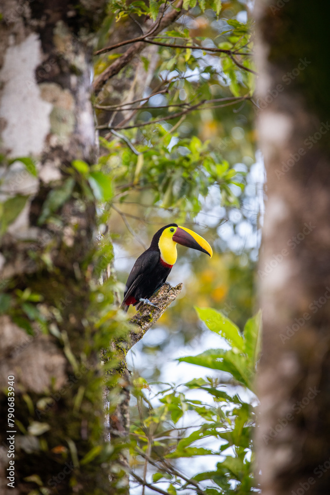 Obraz premium Chestnut-billed toucan sitting on a branch, vertical