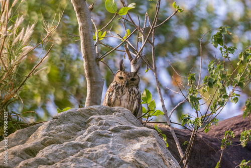 Bengal eagle-owl (Bubo bengalensis)  or Indian eagle-owl or rock eagle-owl, at Ajodhya Hills, Purulia, WEst Bengal, India