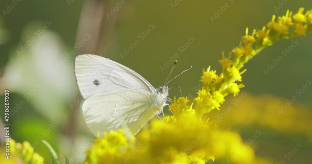 Pieris brassicae, the large white butterfly, also called cabbage butterfly. Large white is common throughout Europe, north Africa and Asia often in agricultural areas, meadows and parkland. Pieris brassicae, the large white butterfly, also called cabbage butterfly. Large white is common throughout Europe, north Africa and Asia often in agricultural areas, meadows and parkland.