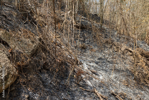 After Bushfires burning has caused degradation of the tropical forest ecosystem