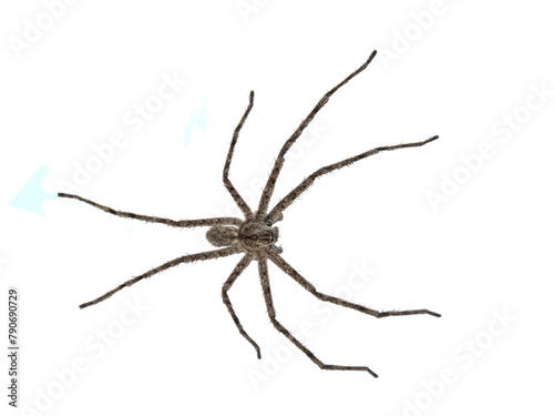 Huntsman spider on a white background