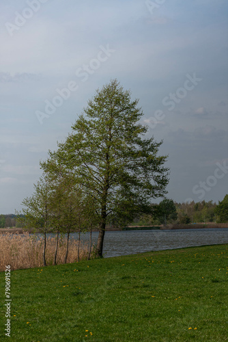 Drzewo nad jeziorem