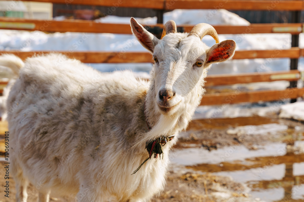 Goat on farm look peaceful and content in their enclosed environment. Selective focus. Goat on farm look peaceful and content in their enclosed environment. Selective focus.
