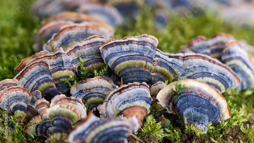 Schmetterlings-Tramete, Schmetterlingstramete an vermoostem Baumstumpf, Trametes versicolor
