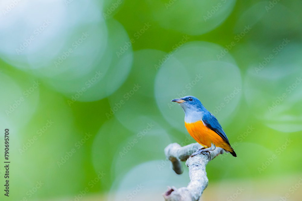 Fototapeta premium Orange-bellied Flowerpecker in nature