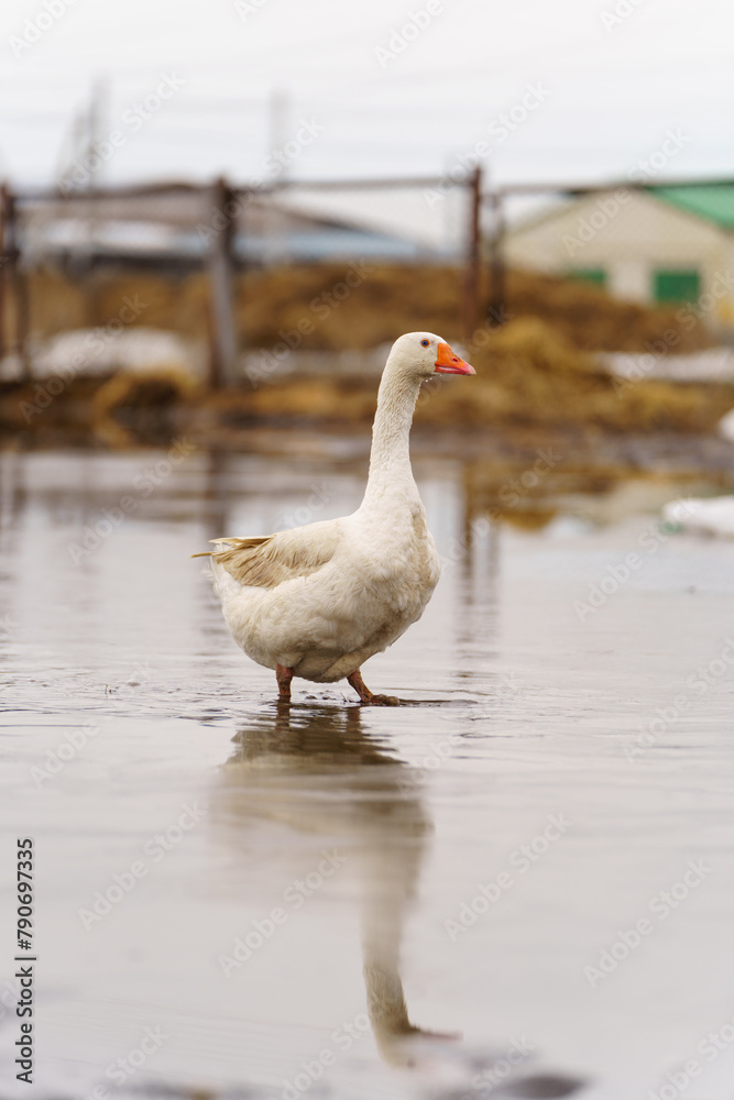 Geese across the dusty ground of a charming farmstead. Selective focus. Vertical photo Geese across the dusty ground of a charming farmstead. Selective focus. Vertical photo
