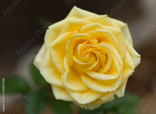 Yellow fully opened rose flower