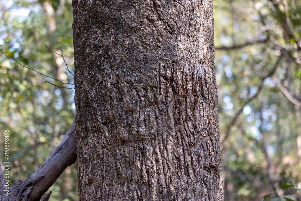 Territory markings by wild cats on tree trunk. Territory markings by wild cats on tree trunk.