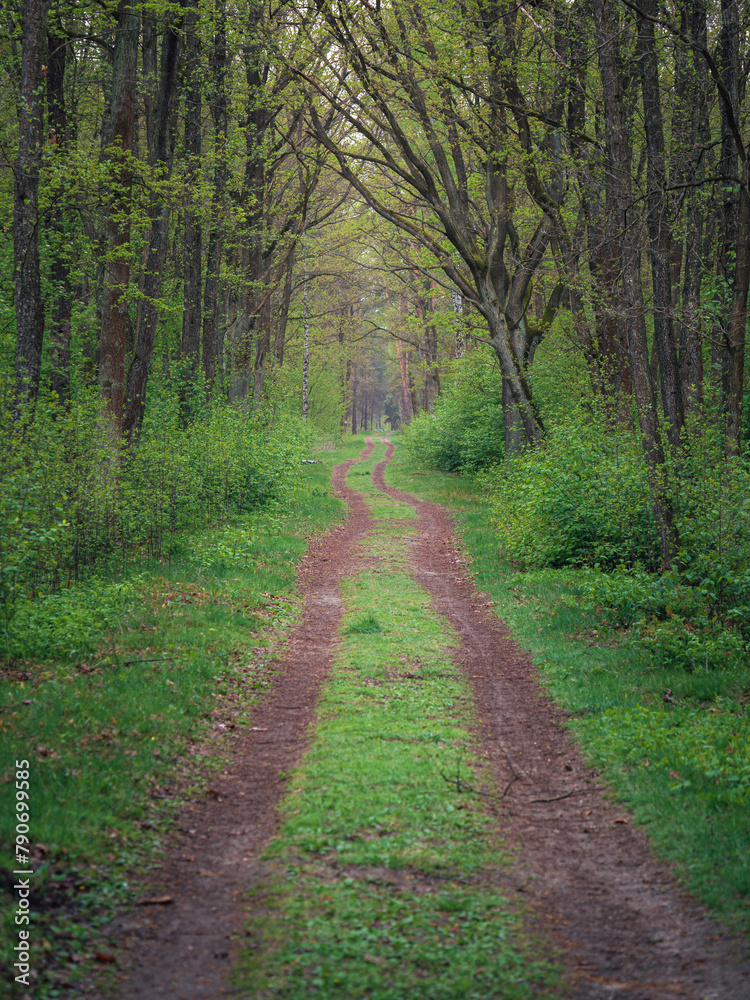 Leśna ścieżka wczesną wiosną w Parku Narodowym - Kampinoski Park Narodowy Leśna ścieżka wczesną wiosną w Parku Narodowym - Kampinoski Park Narodowy