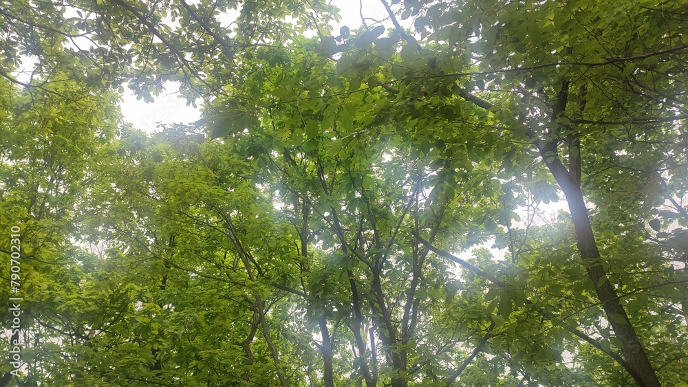 Naklejka premium The green of natural gift