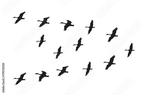 Vector silhouette set of Canadian Geese flock Flying in V Formation, birds flying and migration, World migration day
