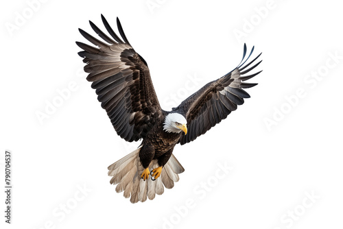 american bald eagle